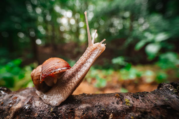 istock Close-up of a snail crawling on mossy tree in a vibrant forest scene 2172314199