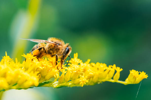 istock Honeybee Pollinating Yellow Flower in Macro Shot 2172315257