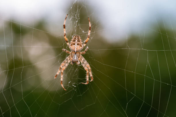 istock European Garden Spider in Web with Blurred Green Background 2172316127