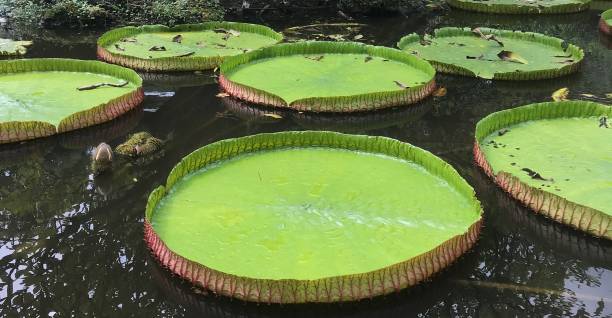 Victoria water lily