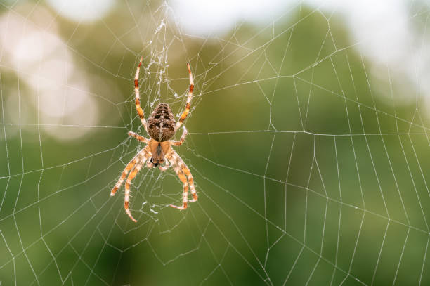 istock European Garden Spider in Web with Blurred Green Background 2172316428