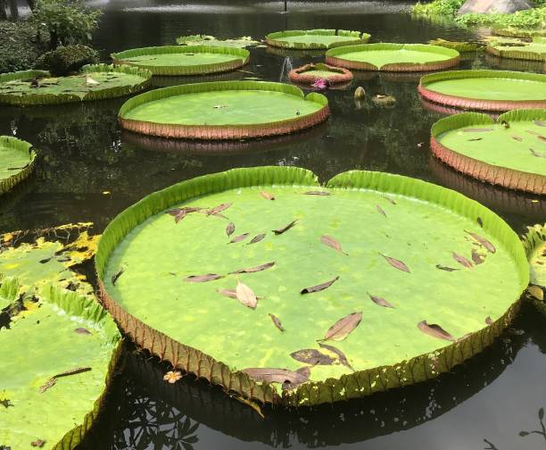 istock Lotus water lily 2172316439