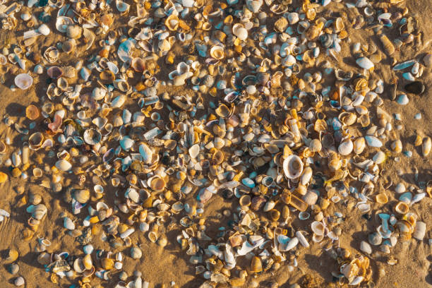 istock Colorful seashells scattered across the sandy beach in the sunlight. 2172316483
