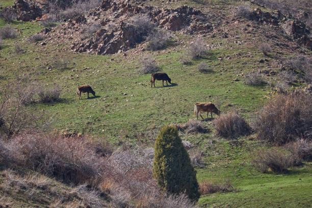 Three cows eating grass, grazing on a hillside. Livestock on free range. Mountain slope with green grass, bushes and tree. Organic farm, graze cattle, animal farming, agriculture.