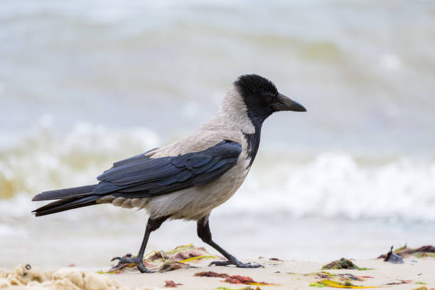 A carrion crow walking eating on the ground, beach on Rügen (Germany) on a coudy day in summer