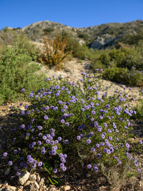 istock A flowering Shrubby Globularia on a sunny day 2172318745