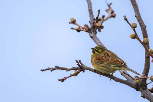 istock A Cirl Bunting sitting on a small twig 2172318746