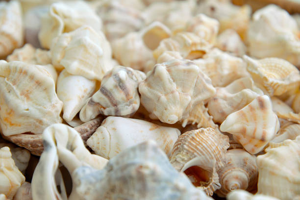 closeup sea beach covered by empty marine shells
