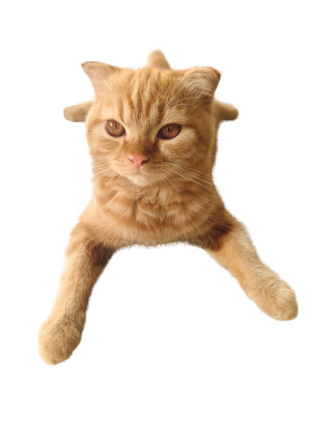 istock Orange cat isolated on white background with clipping part for graphic design. 2172322478