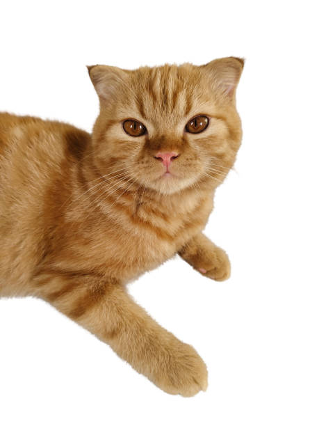 istock Orange cat isolated on white background with clipping part for graphic design. 2172322481