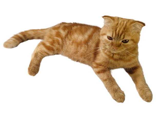 istock Orange cat isolated on white background with clipping part for graphic design. 2172322482