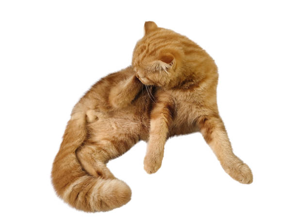 istock Orange cat isolated on white background with clipping part for graphic design. 2172322501