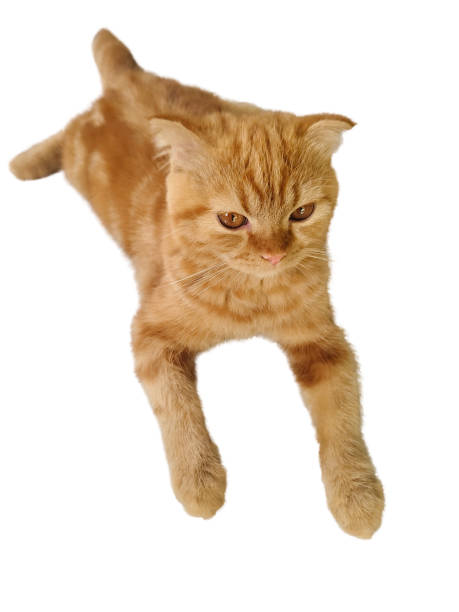 istock Orange cat isolated on white background with clipping part for graphic design. 2172322502