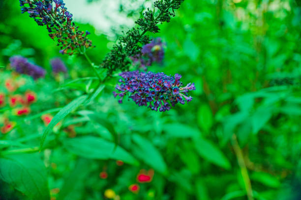 Buddleja Davidii Empire Blue Hanging on a Green Bush
