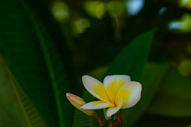 Yellow and white frangipani plumeria flowers on a plant in a tropical garden