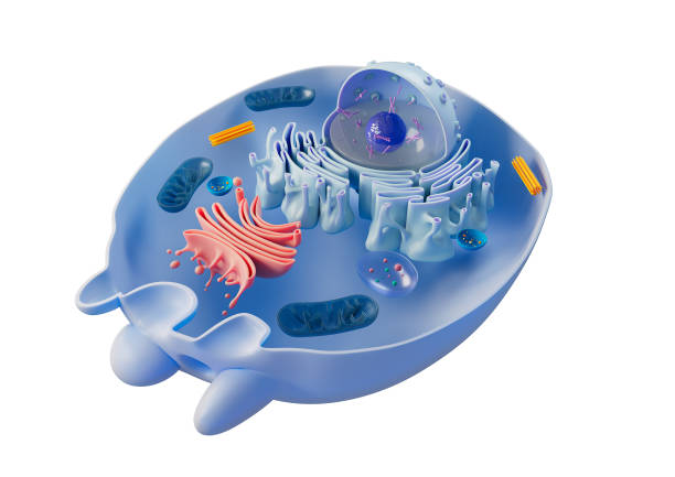 istock 3d Illustration of Structure of a Human Cell 2172326971