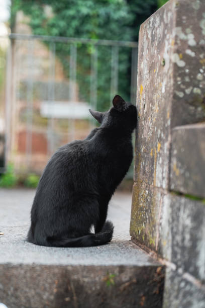 istock Black Cat with Green Eyes Rubbing its Face Against a Stone Corner 2172327627