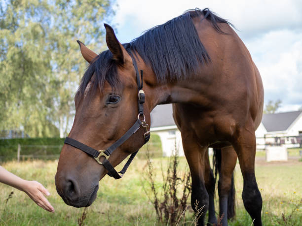 istock Brown horse sniffing at a human hand 2172327867