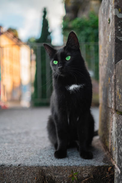 istock Black Cat with Green Eyes Sitting on the Stone Floor 2172328146