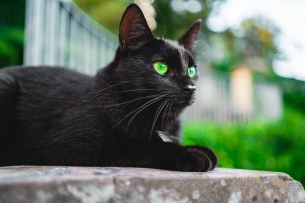 Black Cat with Fantastic Green Eyes Lying Down Looking Interested to the Side on a Bright Sunny Spring Day