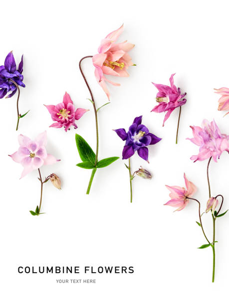 istock Columbine flowers floral composition isolated on white background 2172328548