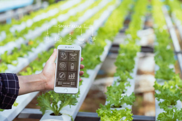 istock Female farmer inspecting her smart farm grain field. technology and send data to the cloud from the smart phone. 2172329082