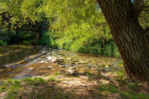 istock tree is next to a river with a bridge in the background 2172333384