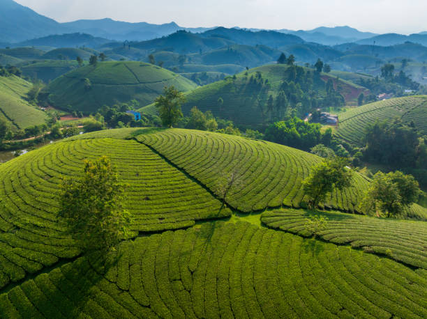 istock Aerial view of Long Coc tea hill 2172336369