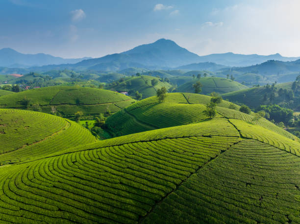istock Aerial view of Long Coc tea hill 2172336404