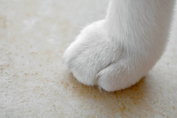 Cat paw closeup. Cat sitting on the table.