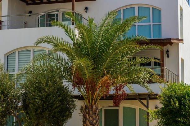 istock date palm near the house 2172337118