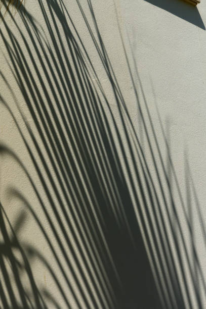 istock Abstract ultimate gray shadows from tropical palm or fern on white background. 2172337140