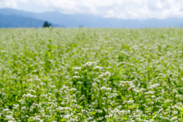 istock Buckwheat white flowers (Hananoko Nature Park, Sakashita, Nakatsugawa City, Gifu Prefecture) 2172338059