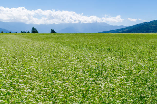 istock Buckwheat flowers (Hananoko Nature Park, Sakashita, Nakatsugawa City, Gifu Prefecture) 2172338066