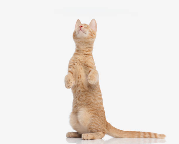 istock curious orange tabby kitty with no vision standing on her back legs 2172340594