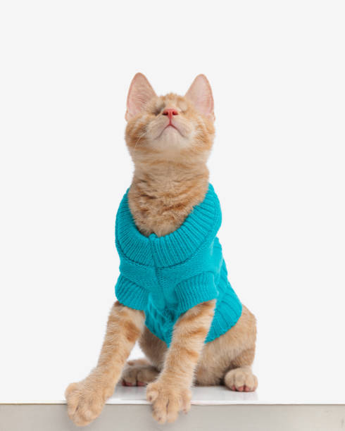 istock curious little eyeless kitty in blue jacket sitting and being interested 2172340669