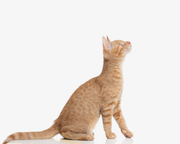 istock sweet little orange kitten with no vision standing and being curious 2172340801