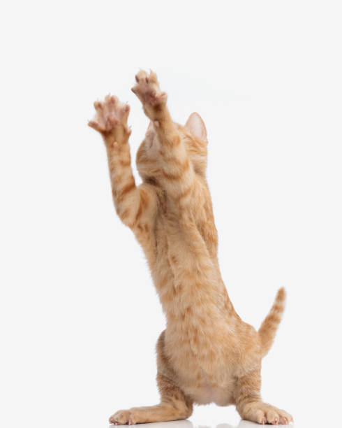 istock happy orange kitty having fun and playing with front legs in the air 2172341279