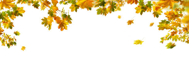 istock Gorgeous autumn leaves arranged on white background 2172341283