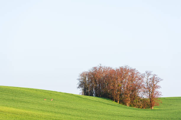 istock Rural landscape with field and trees 2172341510