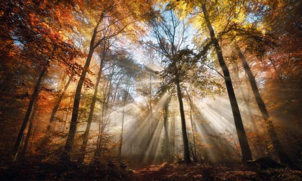 istock Enchanting sun rays in a forest in autumn 2172344394
