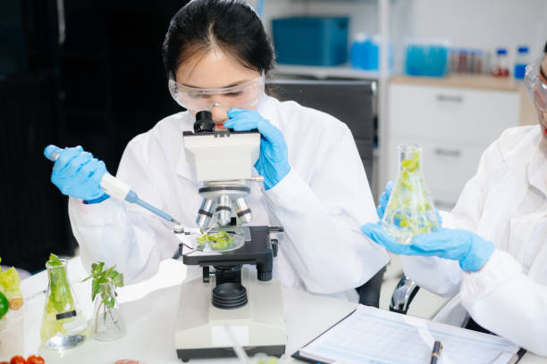 istock Two Asian scientists in a lab conducting food research using a microscope and lab equipment, showcasing innovation in food science 2172348489