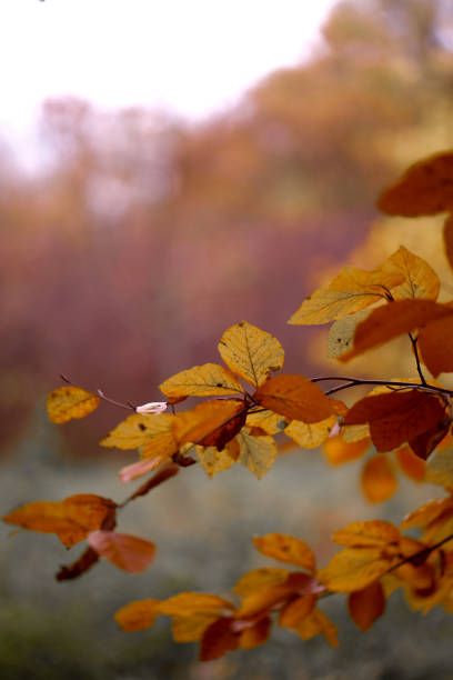 Close-up of discolored leaves