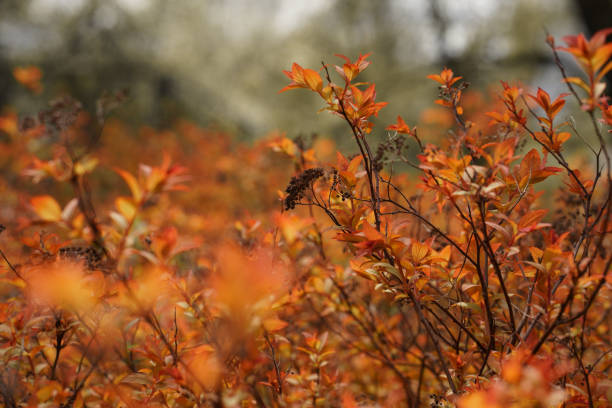 Background in autumn colors
