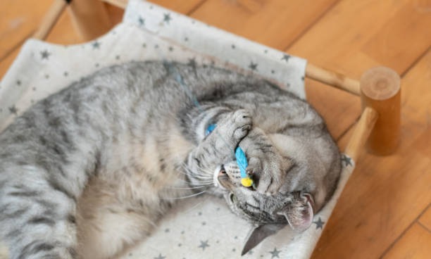 istock Cute cat playing with a toy 2172350736