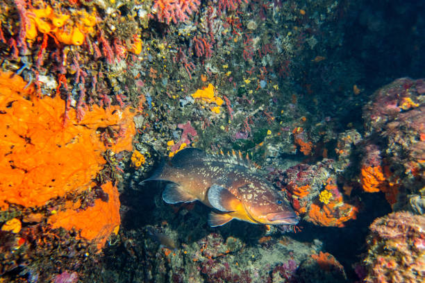 A close-up of a grouper fish swimming near a colorful coral wall in the waters of Illes Medes near L’Estartit, Catalonia, showcasing the vibrant marine biodiversity of the Mediterranean Sea.