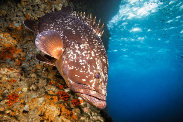 A detailed close-up of a grouper fish swimming along a rocky reef in the crystal-clear waters of Illes Medes near L’Estartit, Catalonia, with sunlight filtering through the Mediterranean Sea.