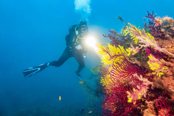 istock Scuba diver exploring vibrant coral reef in the deep blue sea 2172350952