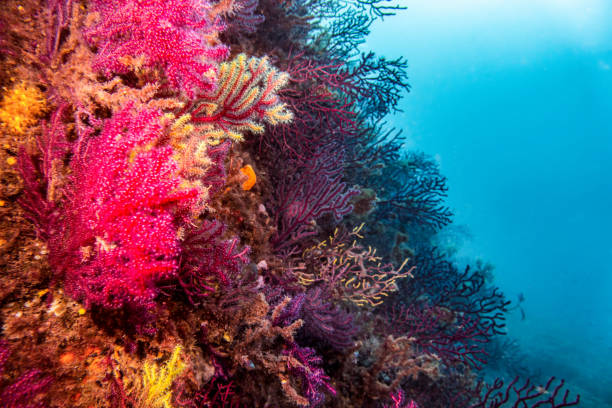 istock Colorful corals growing on a rock face in the ocean 2172350981