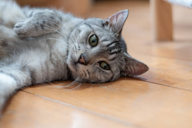 istock The gaze of a lying cat 2172351354